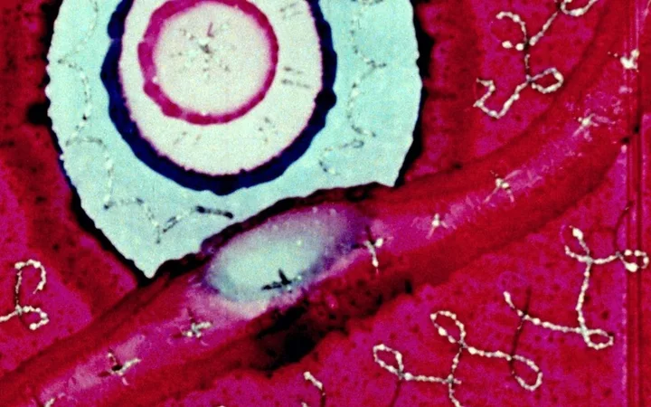 Begone Dull Care: The Films of Norman McLaren and Evelyn Lambart