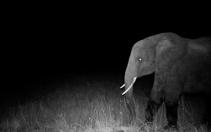 Ghost Elephants
