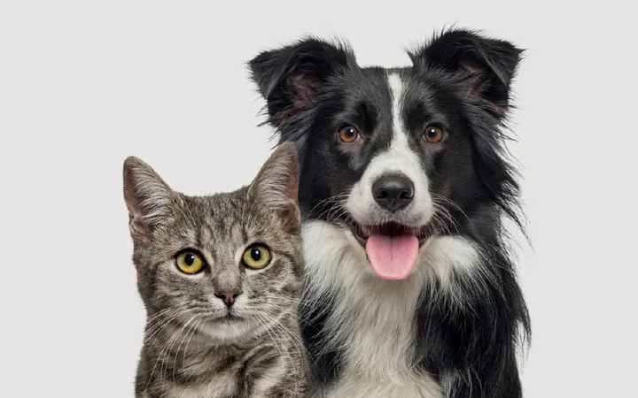 $25 Adopt-a-thon